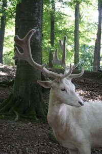 The_White_Stag_by_Blessed_By_Fortune